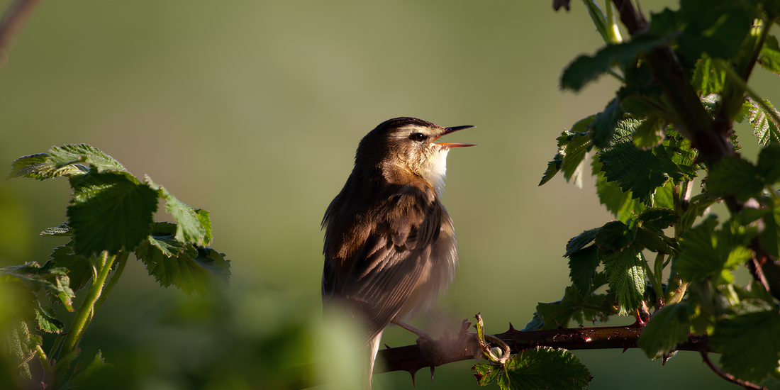 Les chants d’oiseaux et le cerveau
