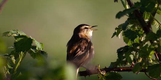 Les chants d’oiseaux et le cerveau